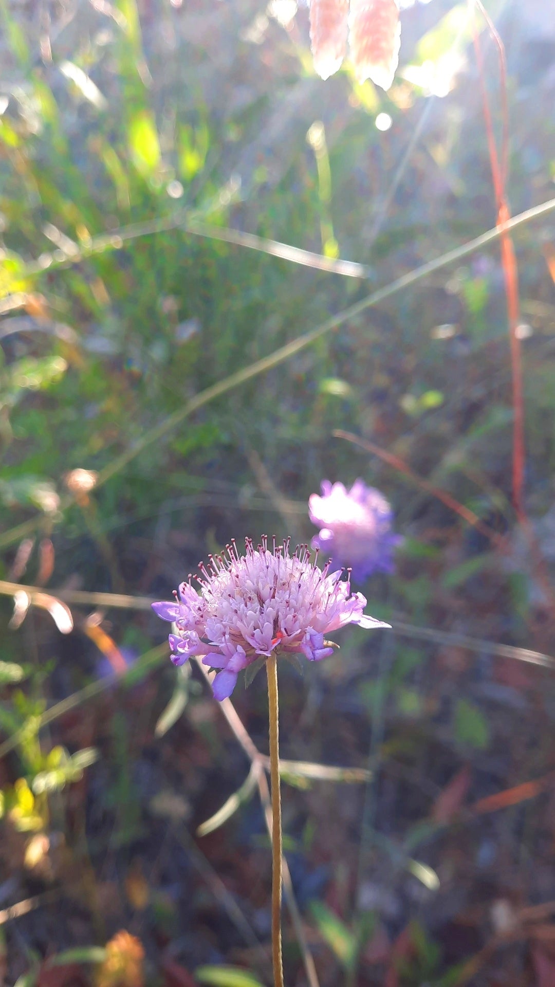 Knautia Arvensis Print